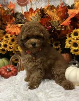 AKC Georgie , a female Poodle - Toy  for sale in Tuscumbia, AL – 2 of 5