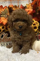 Jed, a male Poodle - Toy  for sale in Tuscumbia, AL – 3 of 5