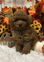 Jed, a male Poodle - Toy  for sale in Tuscumbia, AL – 5 of 5