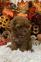 T-Cup Rubie, a female Poodle - Toy  for sale in Tuscumbia, AL – 4 of 7
