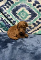  Jimmy, a male Poodle - Toy  for sale in Tuscumbia, AL – 2 of 5