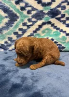  Jimmy, a male Poodle - Toy  for sale in Tuscumbia, AL – 4 of 5