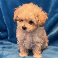 T-Cup Jonny, a male Poodle - Toy  for sale in Tuscumbia, AL – Photo 1 of 3