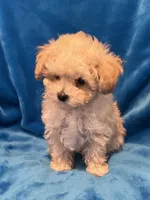 Little Jonny T-cup, a male Poodle - Toy  for sale in Tuscumbia, AL – Photo 1 of 3