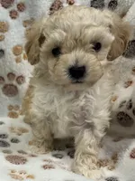 Jonny T-cup, a male Poodle - Toy  for sale in Tuscumbia, AL – Photo 1 of 4