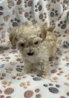 Jonny T-cup, a male Poodle - Toy  for sale in Tuscumbia, AL – Photo 3 of 4