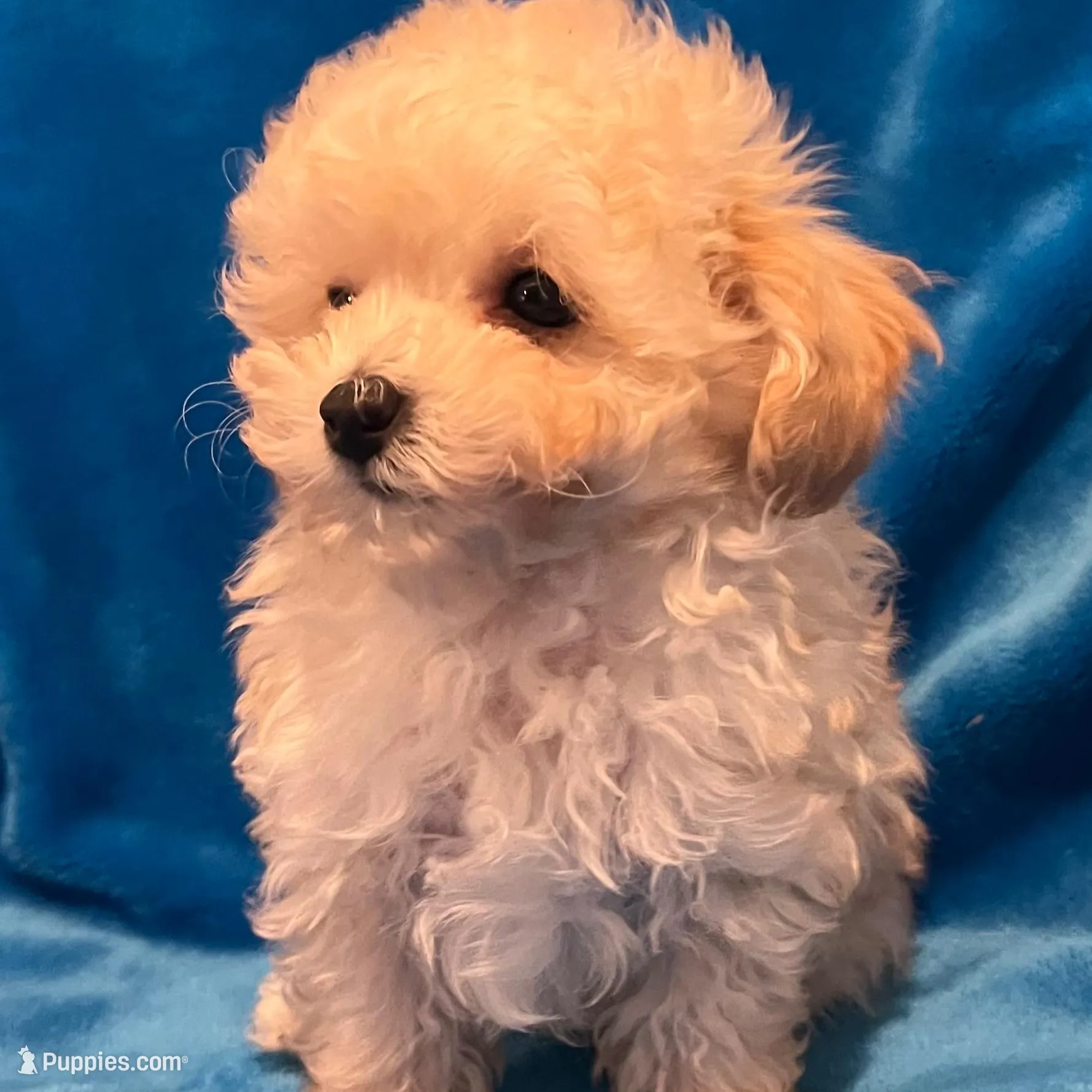 Little Jonny T-cup, a male Poodle - Toy  for sale in Tuscumbia, AL – Photo 2 of 3