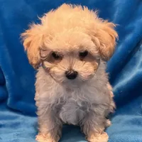 T-Cup Jonny, a male Poodle - Toy  for sale in Tuscumbia, AL – Photo 3 of 3