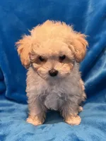 Little Jonny T-cup, a male Poodle - Toy  for sale in Tuscumbia, AL – Photo 3 of 3
