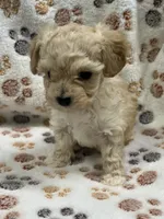 Jonny T-cup, a male Poodle - Toy  for sale in Tuscumbia, AL – Photo 4 of 4