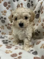 Jonny T-cup, a male Poodle - Toy  for sale in Tuscumbia, AL – Photo 2 of 4