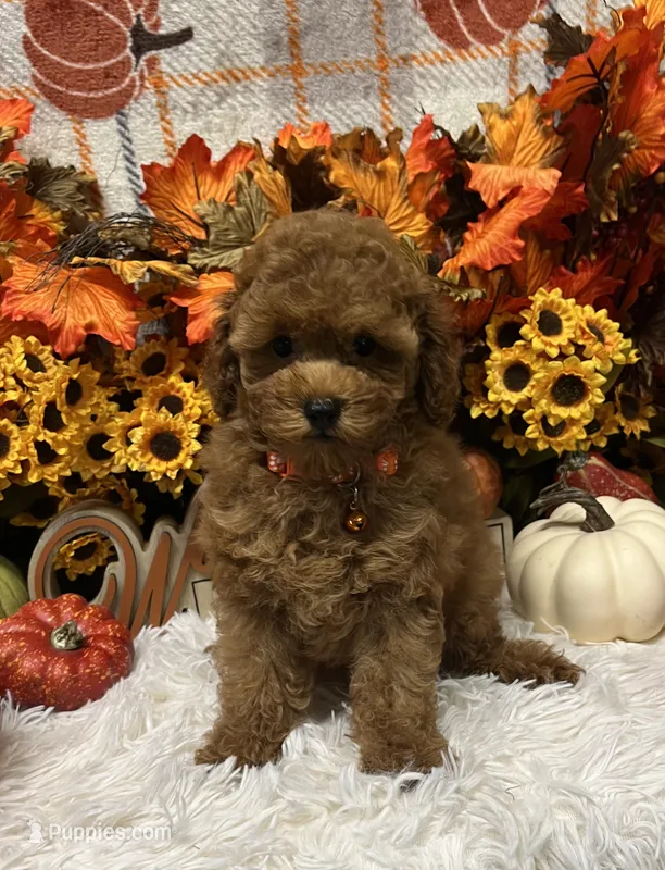 AKC Georgie  – Poodle - Toy  puppy for sale in Tuscumbia, AL