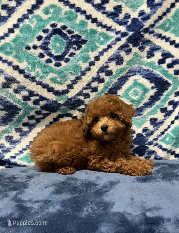 Tassy  – Poodle - Toy  puppy for sale in Tuscumbia, AL
