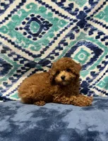 Tassy , a female Poodle - Toy  for sale in Tuscumbia, AL – 1 of 4