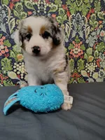 MOLLY, a female Australian Shepherd for sale in Cottonwood, MN – 4 of 8