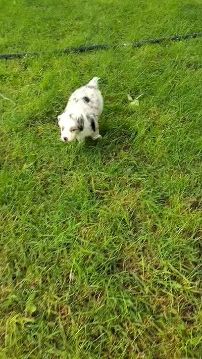 MOLLY, a female Australian Shepherd for sale in Cottonwood, MN – 6 of 8
