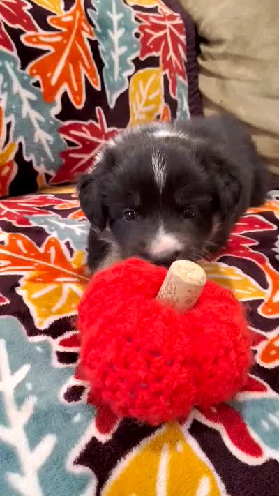 LOKY, a male Australian Shepherd for sale in Cottonwood, MN – 5 of 7