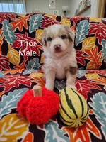 THOR, a male Australian Shepherd for sale in Cottonwood, MN – 2 of 4