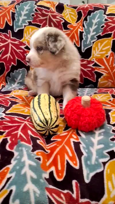 THOR, a male Australian Shepherd for sale in Cottonwood, MN – 4 of 4