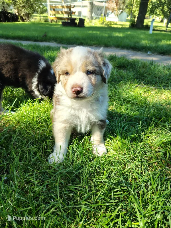 Aurora – Australian Shepherd puppy for sale in Cottonwood, MN