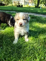 Aurora, a female Australian Shepherd for sale in Cottonwood, MN – 1 of 10