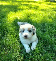 MOLLY, a female Australian Shepherd for sale in Cottonwood, MN – 2 of 8