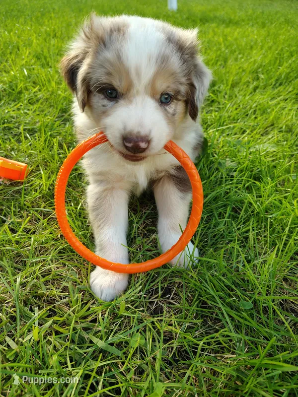 THOR – Australian Shepherd puppy for sale in Cottonwood, MN