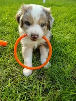 THOR, a male Australian Shepherd for sale in Cottonwood, MN – 1 of 4