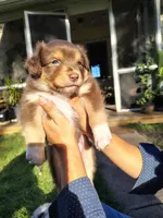 Cinnamon, a female Australian Shepherd for sale in Cottonwood, MN – 1 of 4