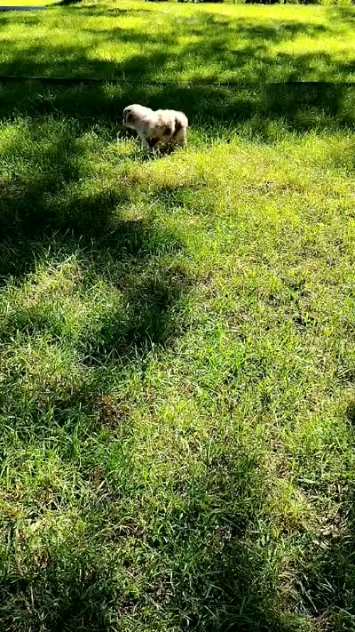 THOR, a male Australian Shepherd for sale in Cottonwood, MN – 3 of 4