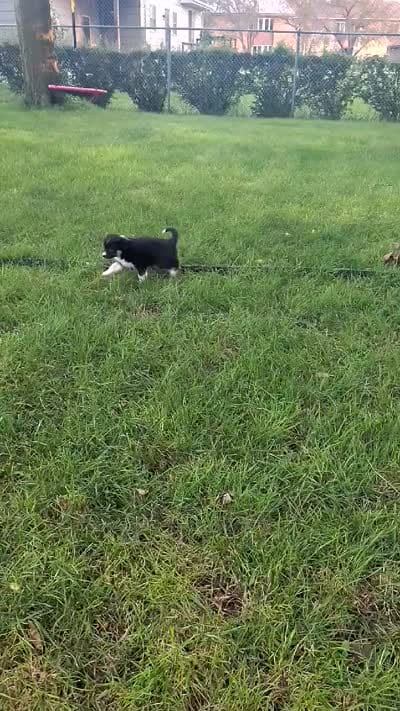 LOKY, a male Australian Shepherd for sale in Cottonwood, MN – 7 of 7