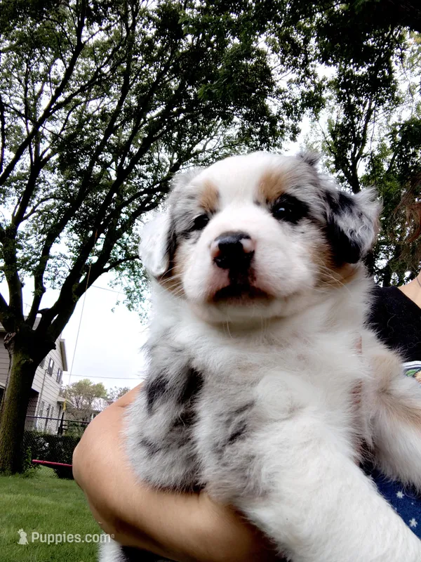 MOLLY – Australian Shepherd puppy for sale in Cottonwood, MN