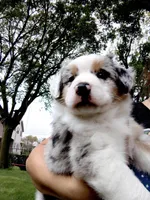 MOLLY, a female Australian Shepherd for sale in Cottonwood, MN – 1 of 8