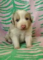 Aurora, a female Australian Shepherd for sale in Cottonwood, MN – 4 of 10