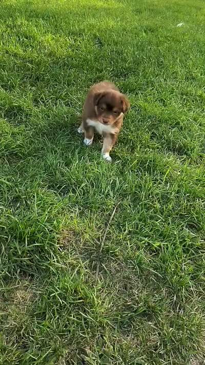 Cinnamon, a female Australian Shepherd for sale in Cottonwood, MN – 2 of 4