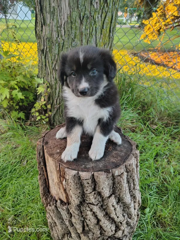 LOKY – Australian Shepherd puppy for sale in Cottonwood, MN