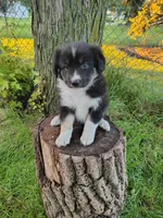 LOKY, a male Australian Shepherd for sale in Cottonwood, MN – 1 of 7