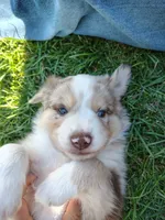 Aurora, a female Australian Shepherd for sale in Cottonwood, MN – 7 of 10