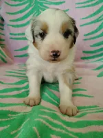 MOLLY, a female Australian Shepherd for sale in Cottonwood, MN – 3 of 8