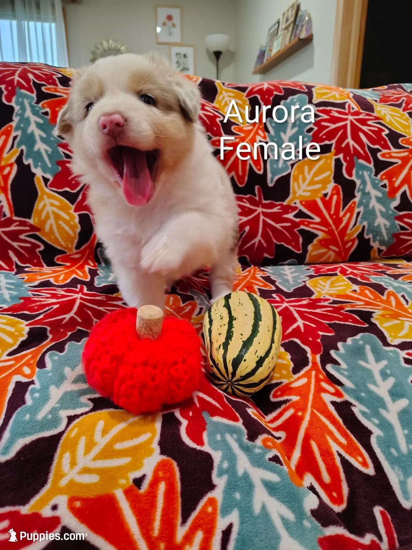 Aurora, a female Australian Shepherd for sale in Cottonwood, MN – 2 of 10