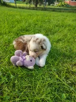 Aurora, a female Australian Shepherd for sale in Cottonwood, MN – 9 of 10