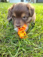 Cinnamon, a female Australian Shepherd for sale in Cottonwood, MN – 3 of 4