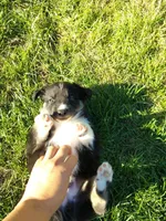 LOKY, a male Australian Shepherd for sale in Cottonwood, MN – 4 of 7