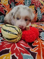 Aurora, a female Australian Shepherd for sale in Cottonwood, MN – 3 of 10