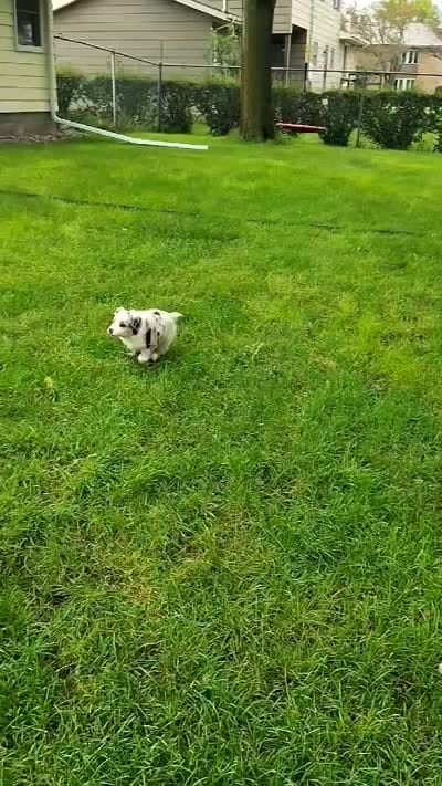 MOLLY, a female Australian Shepherd for sale in Cottonwood, MN – 8 of 8