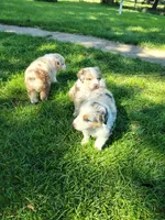 Aurora, a female Australian Shepherd for sale in Cottonwood, MN – 10 of 10