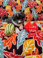 LOKY, a male Australian Shepherd for sale in Cottonwood, MN – 2 of 7
