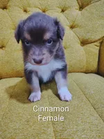 Cinnamon, a female Australian Shepherd for sale in Cottonwood, MN – 4 of 4