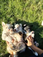 LOKY, a male Australian Shepherd for sale in Cottonwood, MN – 3 of 7