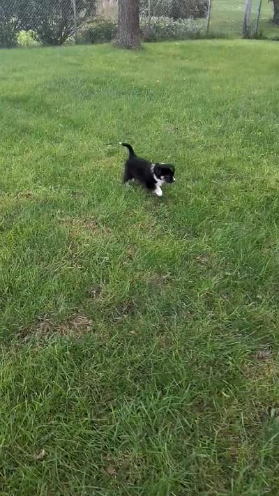 LOKY, a male Australian Shepherd for sale in Cottonwood, MN – 6 of 7